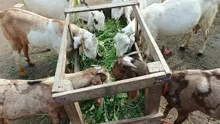 Happy Goats Eating Fresh Grass | Beautiful & Hungry Goats Grazing Peacefully