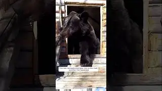 This man rescued a lost bear cub on the road, and then this happened #animalshorts #bear