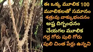 శత్రువులను శత్రు వాక్కును అష్ట దిగ్బంధనం చేయగల మూలిక