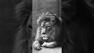 They&rsquo;re extinct in the wild | The Last Photo of the Barbary Lion by Marcelin Flandrin