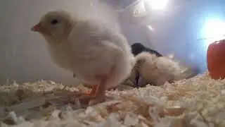 Chicks Chirping Sounds - Baby Chicken Sounds 20 Minutes - Incubator Sound Helps Chicks Hatch