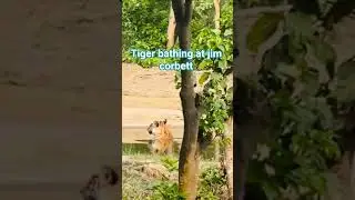 Tiger bathing at jim corbett