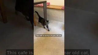 The cafe in Japan is run by a cat