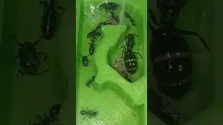 C. Morosus a todo dar, gagster llenito #hormigueros #hormigas #camponotus #morosus