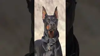 ✨ Doberman Glow up ✨ #dog #doberman #dogs