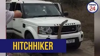 WATCH | Python slithers onto Land Rover traveling through Mozambique