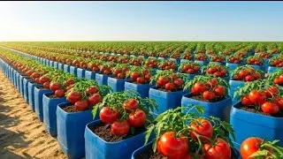 Growing Container Tomato Massive Fresh Harvest All Year Round .