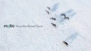 空から馬の暮らし｜Flying over Horse and Farm with Relaxing Music｜ヴェルサイユリゾートファーム｜ドローン空撮風景｜