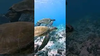Turtle Adventure! Real life Finding Nemo!