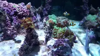 Top view  shallow  tank kessil a360we