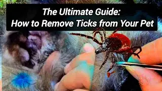 A Tick Colony Living on My Dog - Full Story - Quick Guide