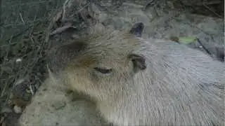 Fascinating Video. Worried Capybara Herd is Separated.  魅力的。カピバラを心配した。