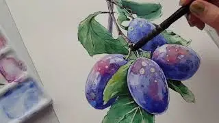Watercolor painting process - plums