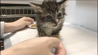 【子猫のケア】給餌の補助の様子