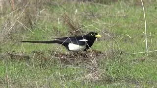 Yellow-billed Magpie foraging