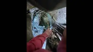 Trimming hoof restoration full length 🐴 #asmr #horse #satisfying #drafthorse #restoration 