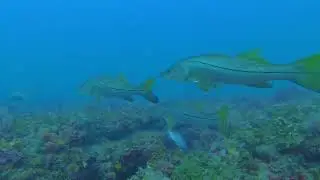 Boulders Ledge & 3 barge Reef Incl. Massive Goliath fish in 4KHD
