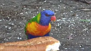 Rainbow Lorikeets, Newton, Sydney, Australia