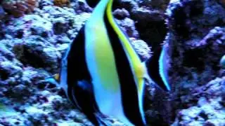 Moorish Idol eating