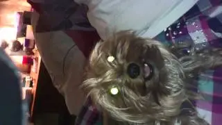 Funny dog epic kiss fail