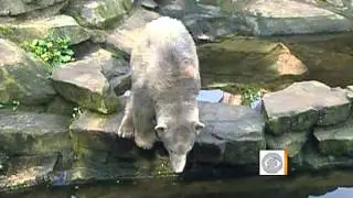 The mysterious death of Knut the polar bear