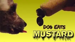 Funniest Dog Eats Mustard