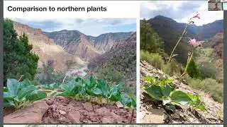 Cycladenia jonesii in Washington County, and a new species of Townsendia from Utah