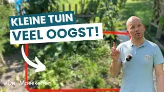 Mini Moestuin Update 🪴| Wat we al hebben geoogst + tips voor meer succes! | De Moesketier