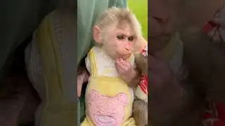 bibi scratch #monkeys #monkey