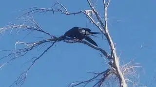 Crow eating a mouse!