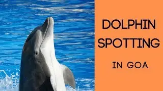 Dolphin Spotting in Goa