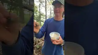 HWA Predator Beetle Release June 2025