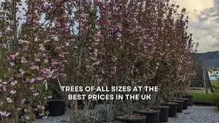 Trees - Large selection of plants and trees - The best place to buy trees