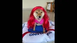 #funny #dog #cosplay  #pets  #dogcostume #cute #mascotcosplay #cosplayinspo #outfit #dance