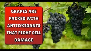 Grapes Are Packed With Antioxidants That Fight Cell Damage