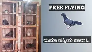 DHUMA PIGEON FLYING // GK PIGEON LOFT