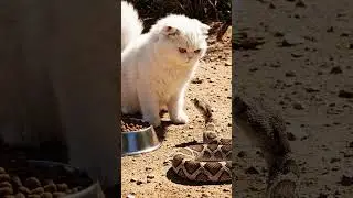Fearless cat protects its kibble from a dangerous snake
