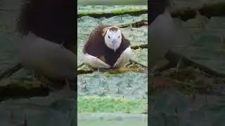 Strange Behavior of Mother Birds with Their Young! 😨