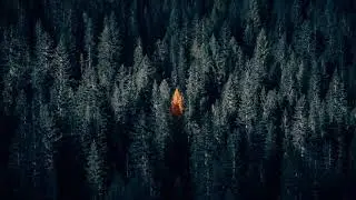 ♩♫ Royalty Free Music    Dark Forest    Hybrid Horror Trailer Score   No Copyright ♫♩
