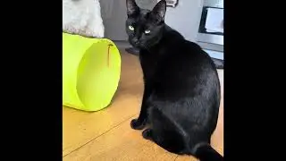Milo cat journey and big fish