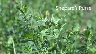 Cover Crops for the Control of Vineyard Pests