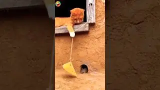 #funny #cat #comedy #vaeralshorts #djd