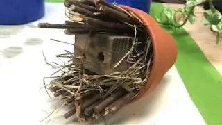 Video 6: The Importance of Pollinators