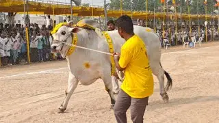 నరసరావుపేట గ్రామం  జూనియర్ 8 వ జత