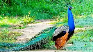 Peacock voice | Mor calls ki awaaz | Peacock sounds video by Nature World