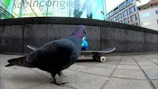 Bird TOO CHICKEN to Sk8😂Transer FREE STOCK FOOTAGE❤️Withinternet of Peace (WOP) by Worldyman🌍