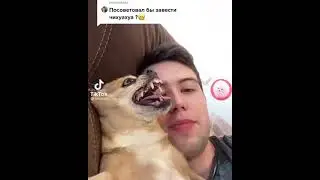 парень с злой собакой из ТИК ТОКА 
