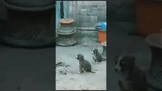 so cute || lovely puppies