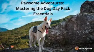 Pawsome Adventures: Mastering the Dog Day Pack Essentials