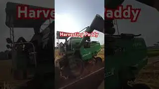Harvesting dhan🚜🌾🌾#viralvideo #mustangvlog #dailyvlogs #farming #dailyvlog #mustangtrip #viralvideo